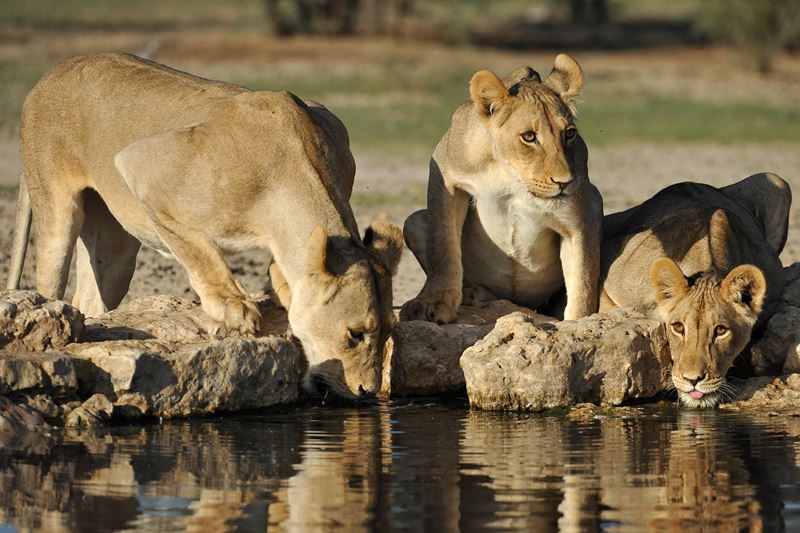 16lions
